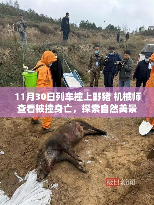 列车偶遇野猪事故，机械师之死与自然探索的启示