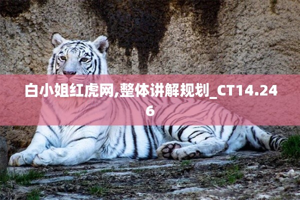 白小姐红虎网,整体讲解规划_CT14.246