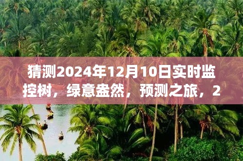 2024年12月10日树的实时绿意监控与心灵预测之旅启程