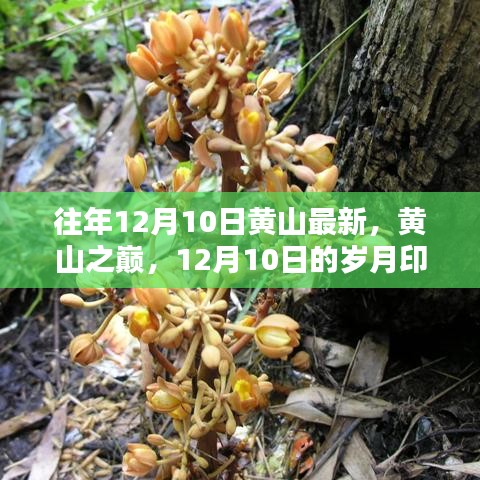 黄山之巅，岁月印记与影响回顾——历年十二月十日回顾展