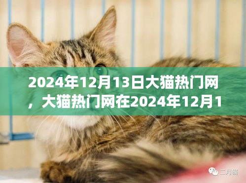 大猫热门网全新升级及未来发展展望，2024年12月13日的蜕变之路