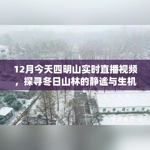 四明山冬季山林直播，静谧生机探寻记