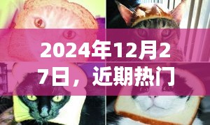 猫界新星闪耀，热门猫咪风采展