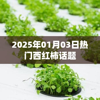 2025年西红柿话题热议日，行业趋势与新鲜资讯