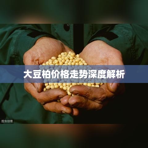 大豆柏价格走势深度解析