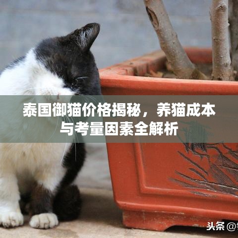 泰国御猫价格揭秘，养猫成本与考量因素全解析