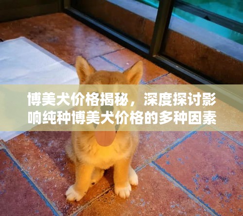 博美犬价格揭秘，深度探讨影响纯种博美犬价格的多种因素