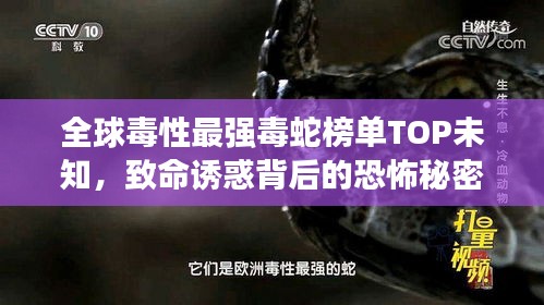 全球毒性最强毒蛇榜单TOP未知，致命诱惑背后的恐怖秘密！