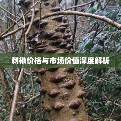 刺楸价格与市场价值深度解析