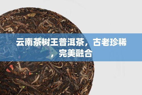 云南茶树王普洱茶，古老珍稀，完美融合