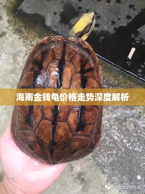 驾轻就熟