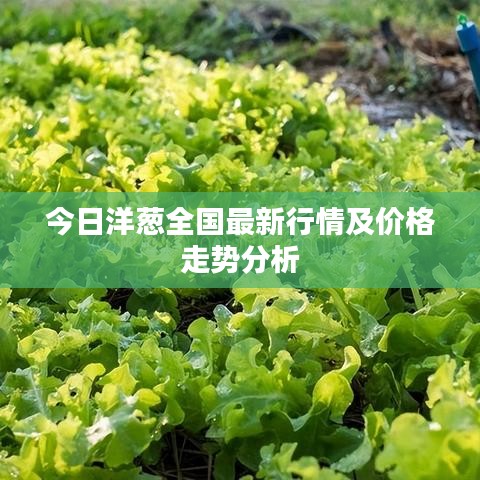 今日洋葱全国最新行情及价格走势分析