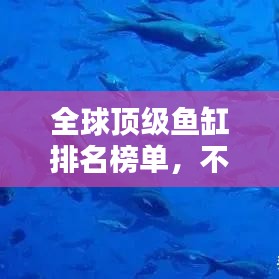 全球顶级鱼缸排名榜单，不容错过的收藏与投资之选