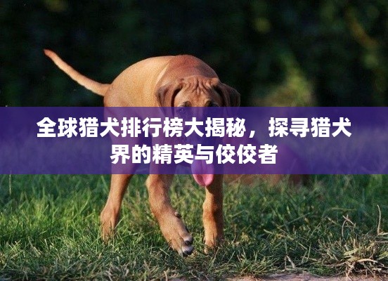 全球猎犬排行榜大揭秘，探寻猎犬界的精英与佼佼者