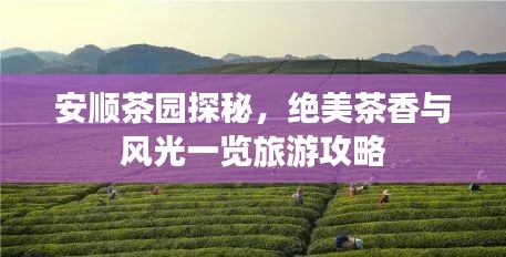 安顺茶园探秘，绝美茶香与风光一览旅游攻略