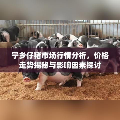 宁乡仔猪市场行情分析，价格走势揭秘与影响因素探讨