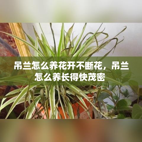 吊兰怎么养花开不断花，吊兰怎么养长得快茂密 